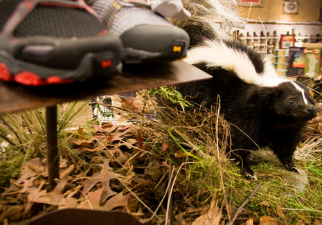 Stinky Shoes (via <a href="http://www.flickr.com/photos/orinrobertjohn/3595409643/">Orin Zebest</a>)